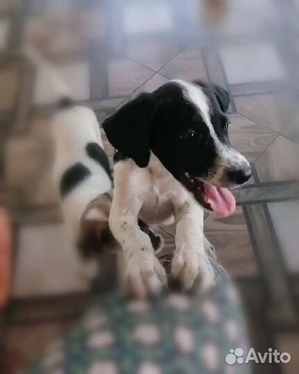 Вислоушка ) в добрые руки