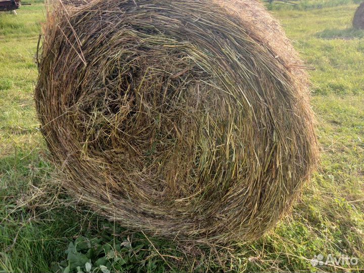 Сено свежее в рулонах
