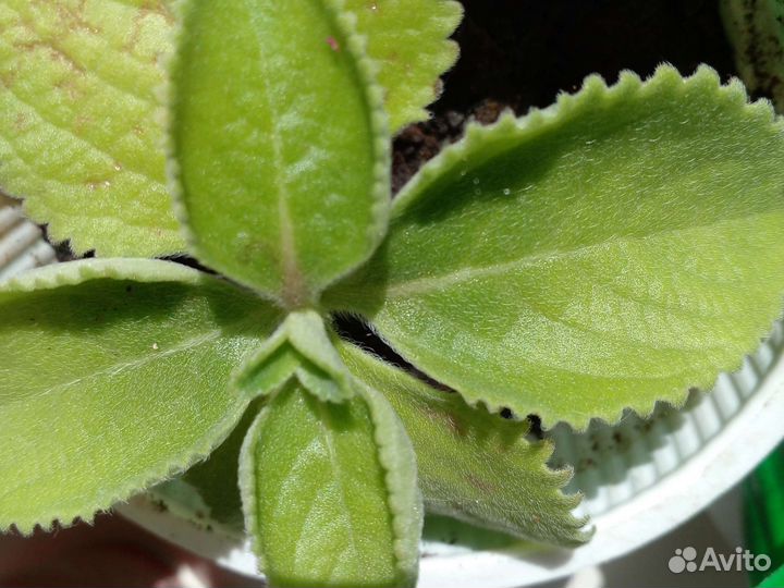 Мята душистая