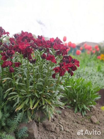 Цветы для сада