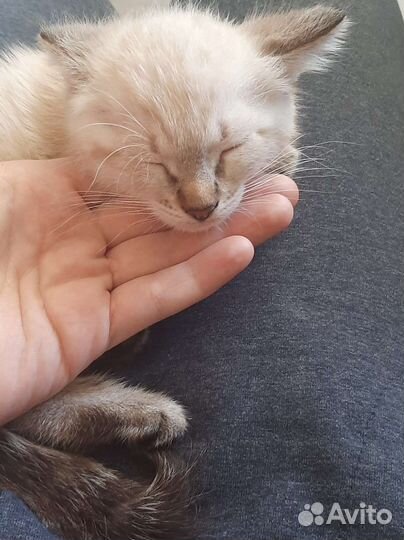 Котёнок в добрые руки
