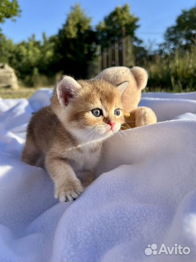 Британская золотая шиншилла