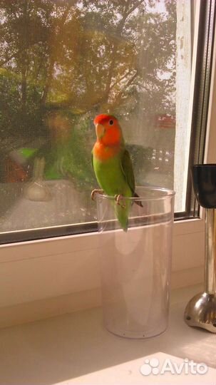 Продам птенцов попугая неразлучника