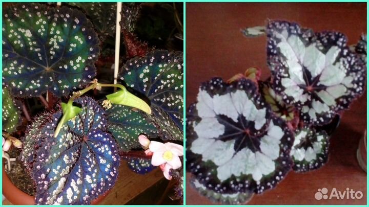 Глоксинии (семена)