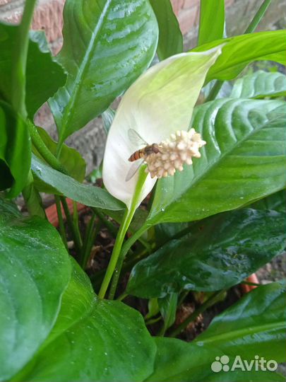 Спатифиллум