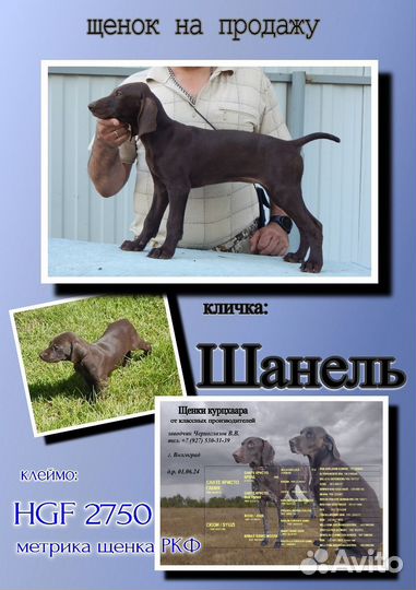 Щенки курцхаара