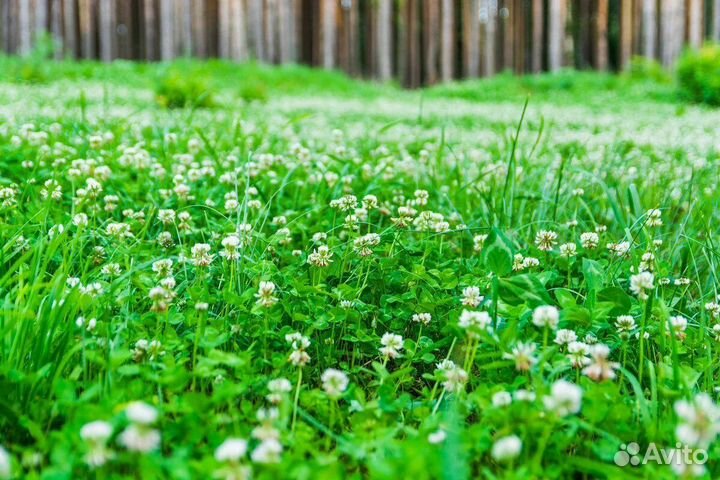 Семена белого клевера белгородский ползучий