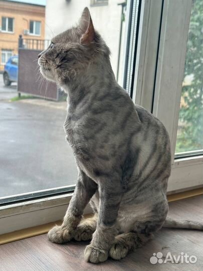 Ласковый кот в поисках дома