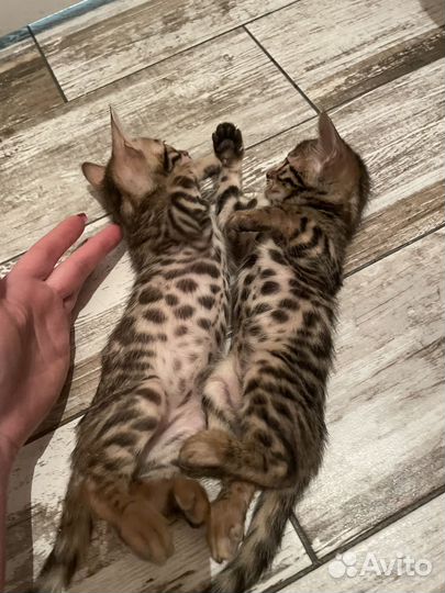 Бенгальские котята