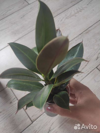 Фикус каучуконосный