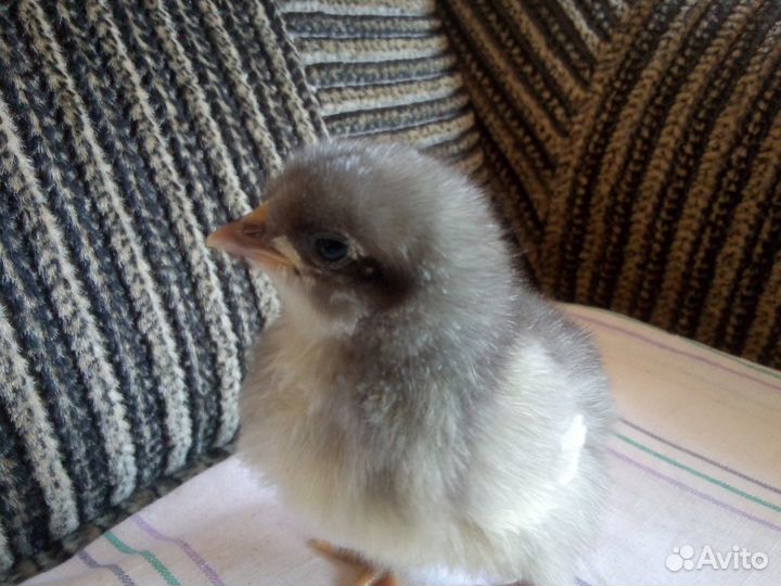 Цыплята подрощеные