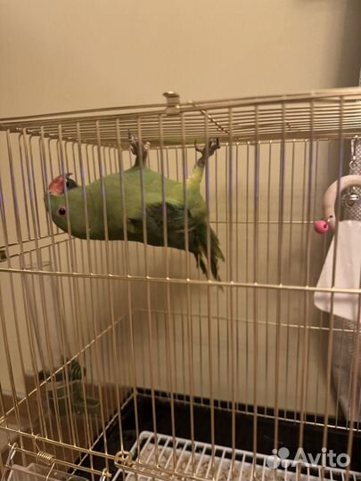 Ожереловый попугай птенец с клеткой