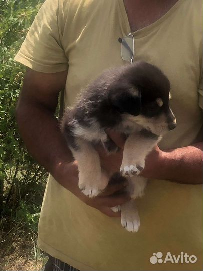 Собаки бесплатно в добрые руки щенки