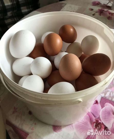 Домашние куриные яйца