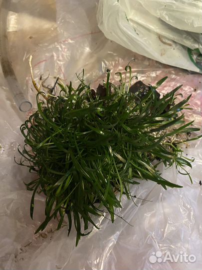 Хлорофитум