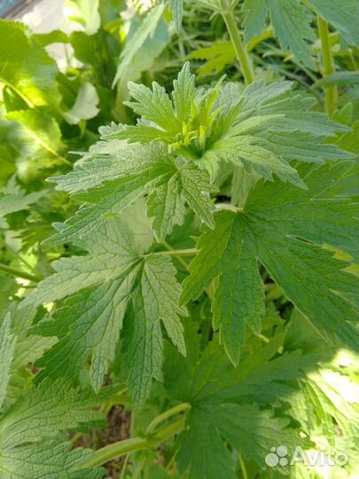 Пустырник,иссоп, шалфей