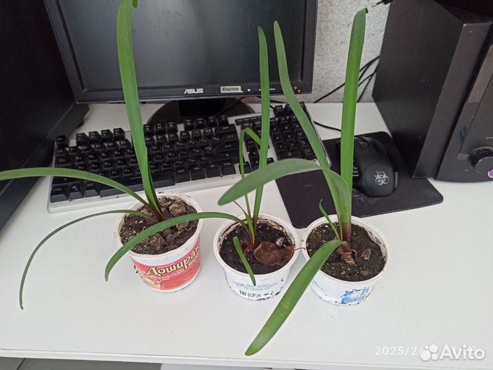 Цветок валлота гиппеаструм