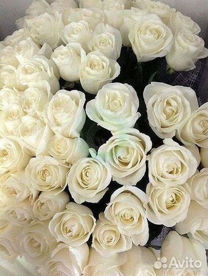 Высокие розы Гигантские розы 110