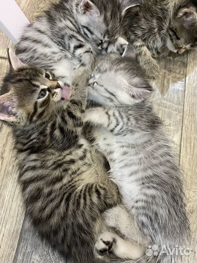 Котята ищут дом