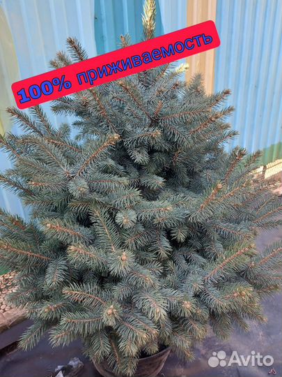 Голубая ель 1.2м