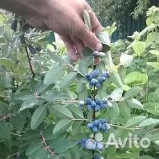 Саженцы жимолости