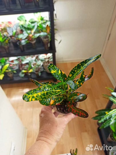 Кротон Батик