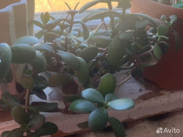 Замиокулькас