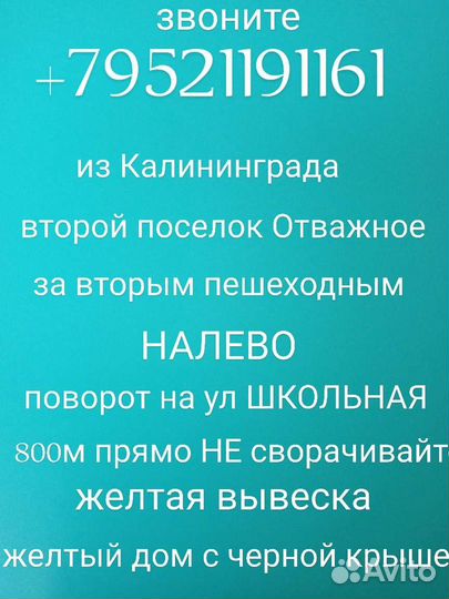 Роза Blue foryou саженцы