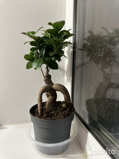 Фикус микрокарпа Бонсай