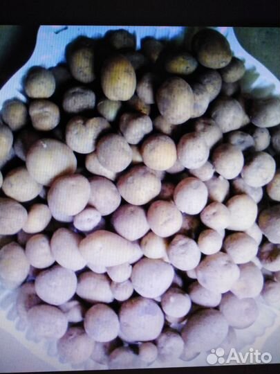 Мелкий картофель на корм животным