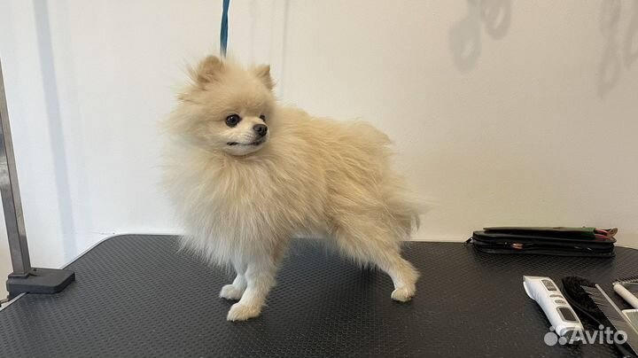 Груминг шпица