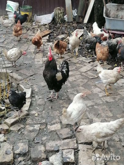 Куры молодки домашние