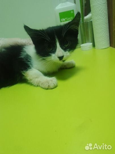 Очень трогательные котята в добрые руки