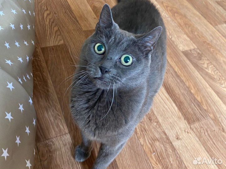 Отдается кошечка