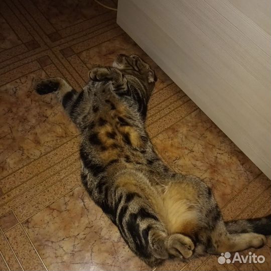 Шотландский кот вязка. Ищет себе невесту