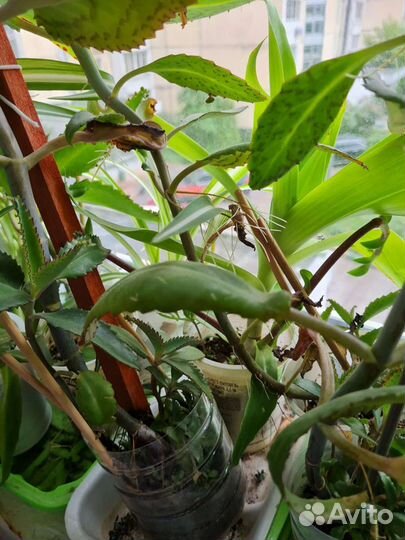 Каланхое лечебное листья отростки взрослое