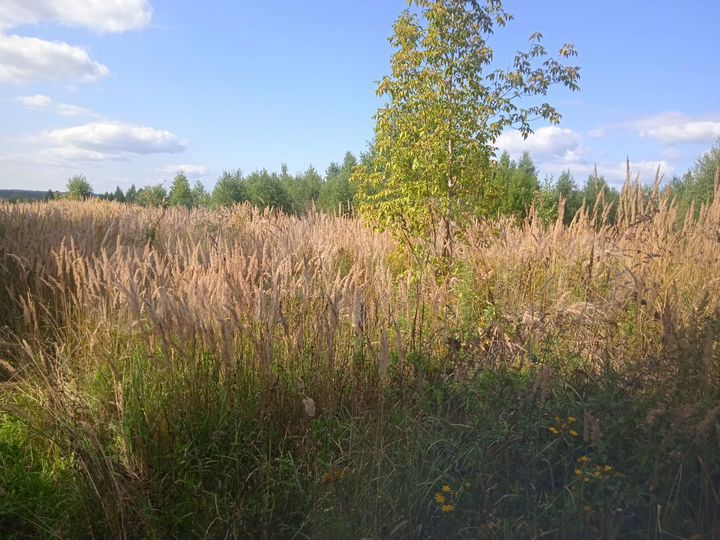 Участок 11,13 га (ИЖС)