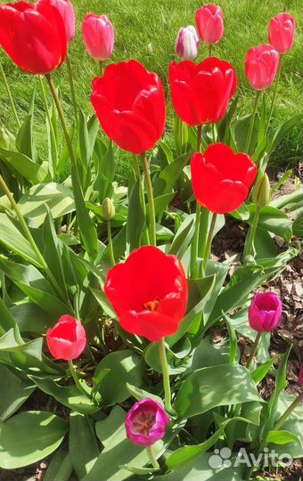 Луковицы тюльпанов