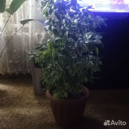 Фикус бенджамина пестролистный