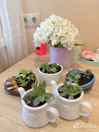 Суккуленты