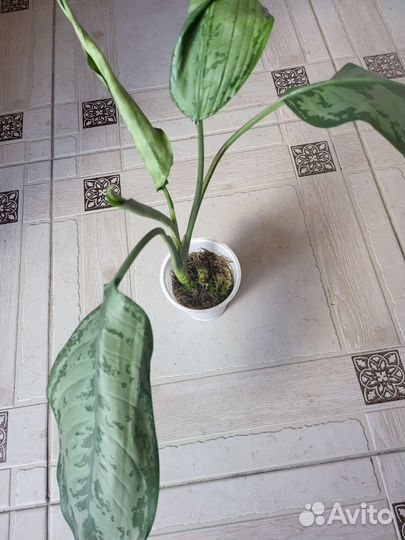 Аглаонемы, филодендроны