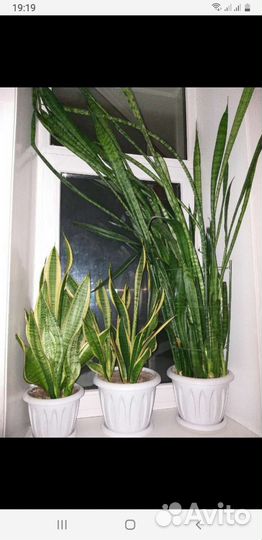 Сансевиерия 