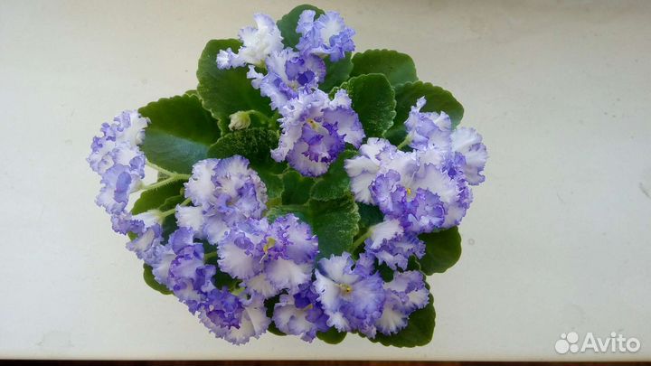 Фиалки сортовые, детки