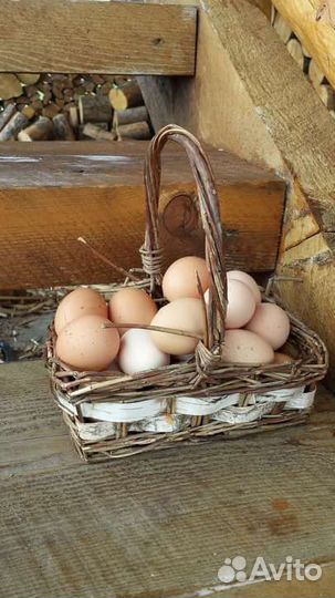 Домашние куриные яйца