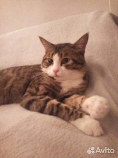 Кота в добрые руки