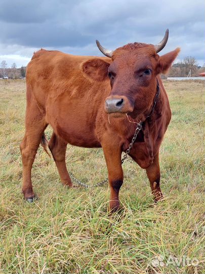 Телка(нетель)