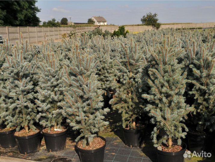 Ель голубая новогодняя