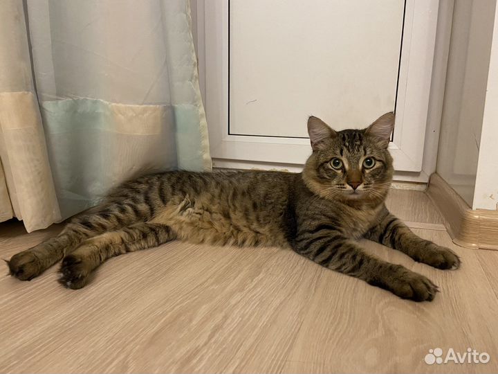 Кот на вязку