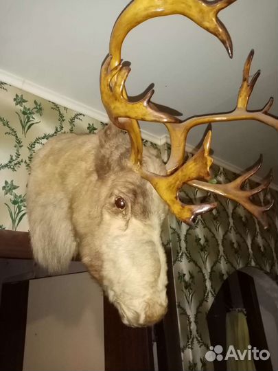 Чучело головы оленя