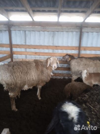 Курдючные племенные бараны